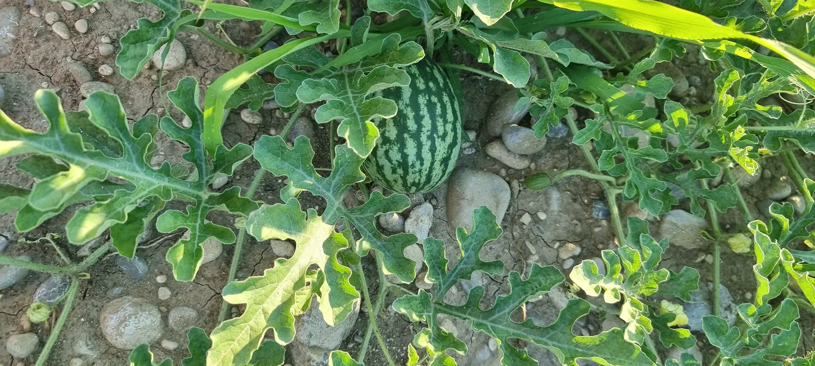 Anguria matura ancora sulla pianta, tra le foglie