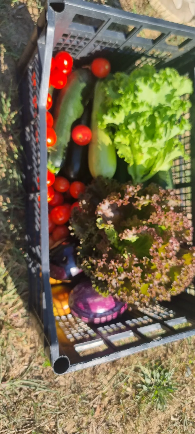 Cassetta con pomodori, insalata e verdure dell'orto
