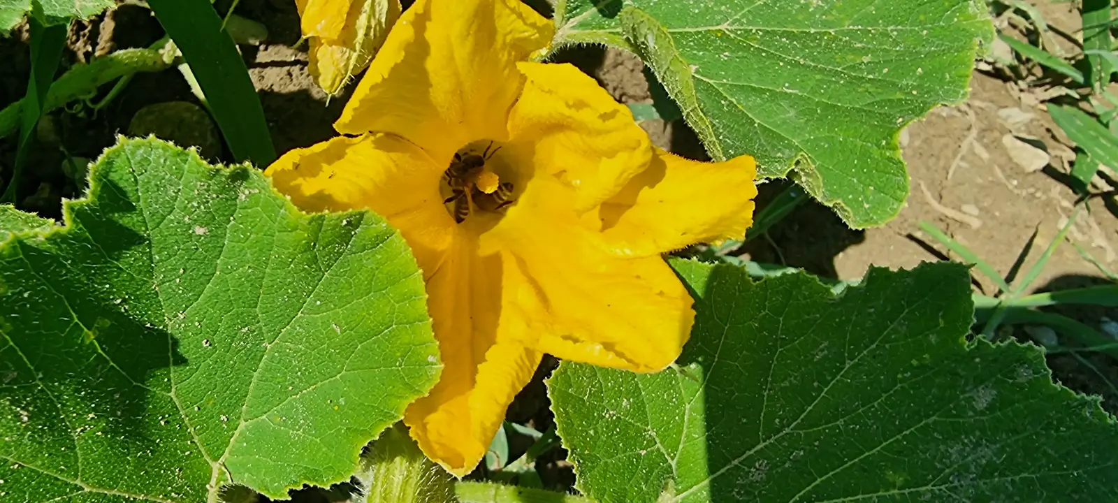 Ape in un fiore di zucca nell'orto