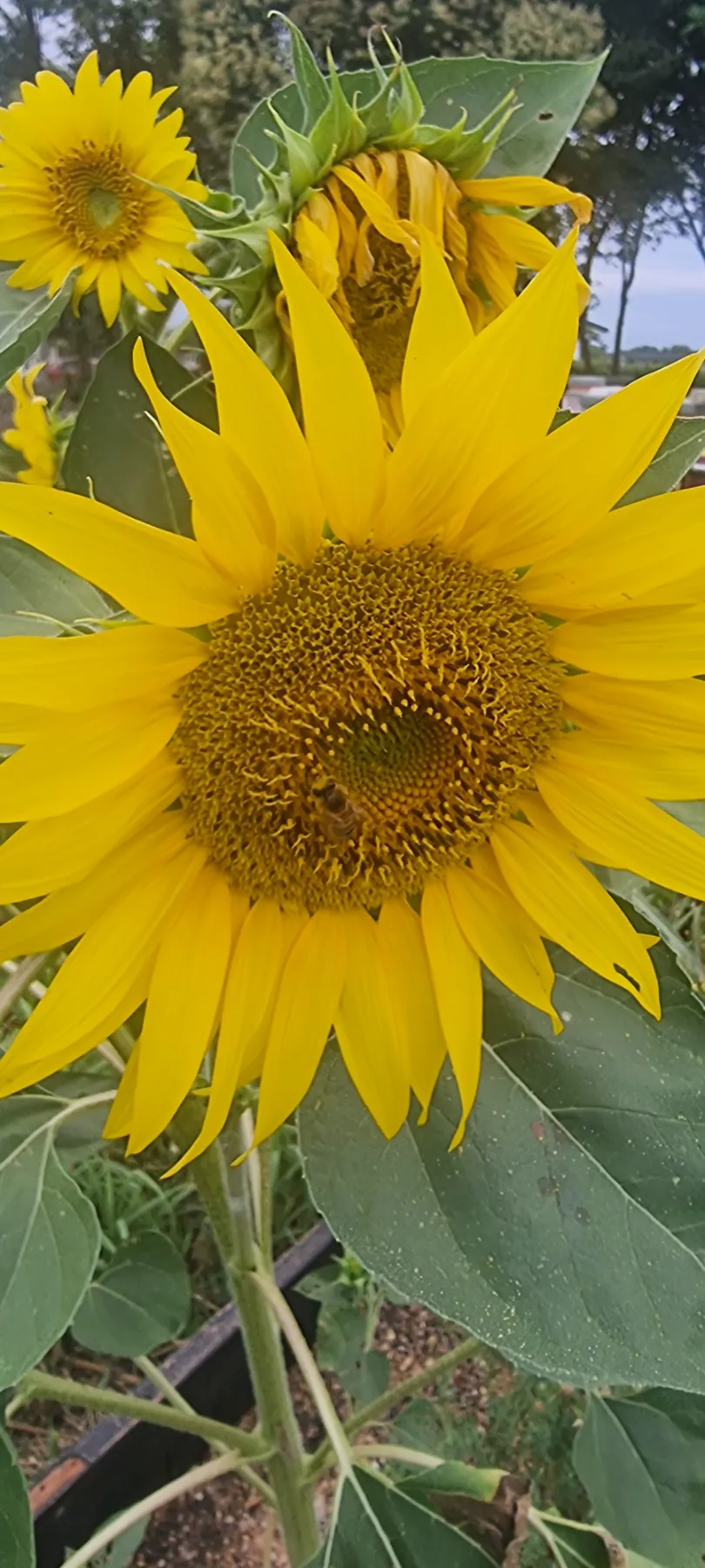 Ape su un girasole nei campi vicino agli apiari