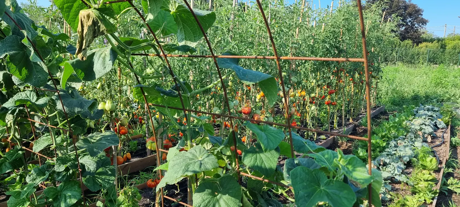 Filari di pomodori e cetrioli nell'orto