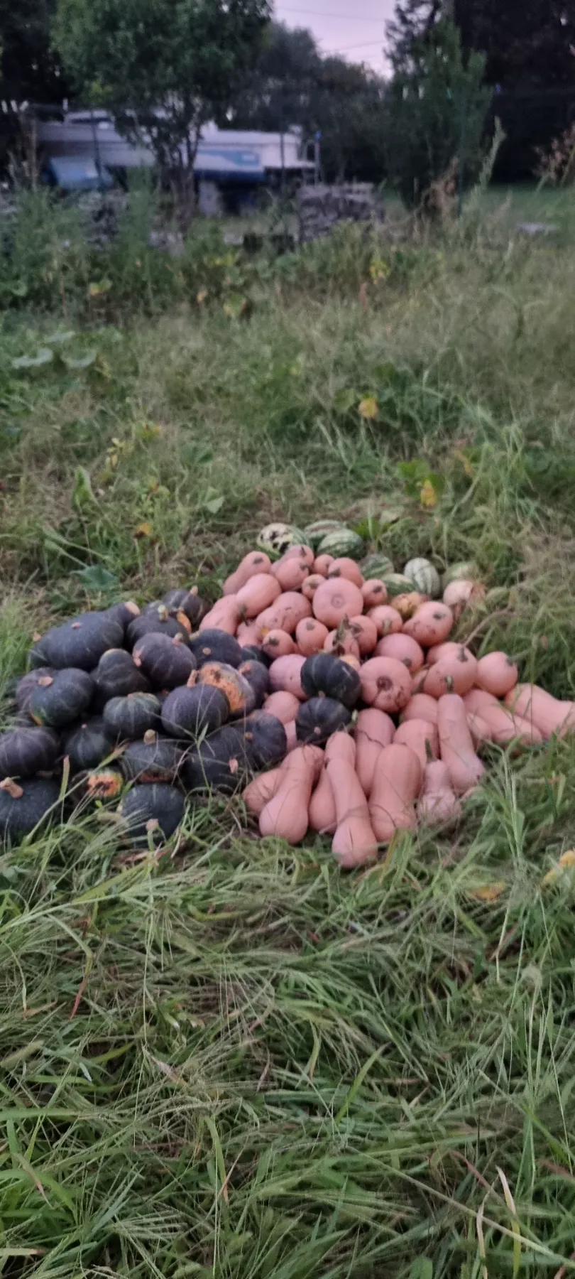 Zucche di diverse varietà appena raccolte